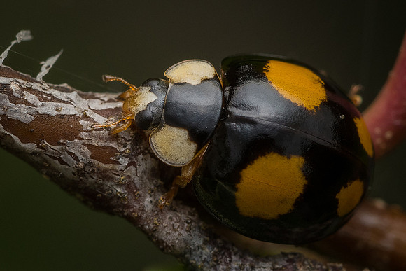 Harlequin ladybird (Harmonia axyridis)