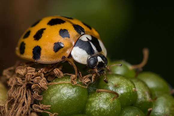 Harlequin ladybird (Harmonia axyridis)
