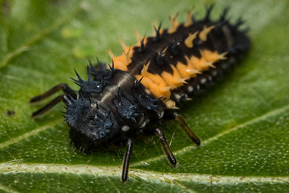 Harlequin ladybird (Harmonia axyridis) larva