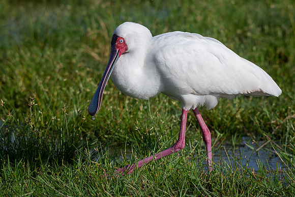 African spoonbill (Platalea alba)