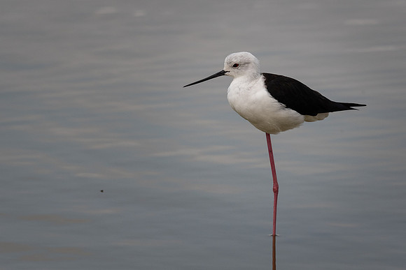 Black-winged stilt (Himantopus himantopus)