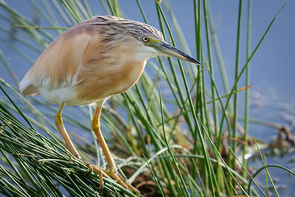 Common squacco heron (Ardeola ralloides)