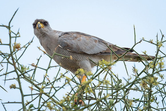 Eastern chanting-goshawk (Melierax poliopterus)