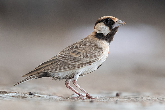 Fischer's sparrow lark (Eremopterix leucopareia)