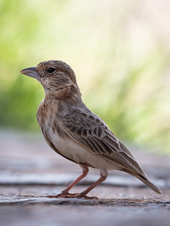 Fischer's sparrow lark (Eremopterix leucopareia)