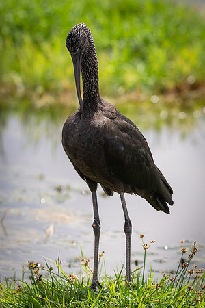 Glossy ibis (Plegadis falcinellus)