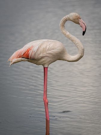 Greater flamingo (Phoenicopterus ruber)