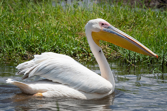 Great white pelican (Pelecanus onocrotalus)