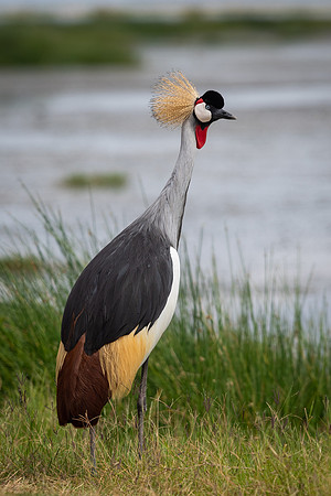Grey crowned crane (Balearica regulorum)
