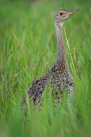 Hartlaub's bustard (Lissotis hartlaubii)