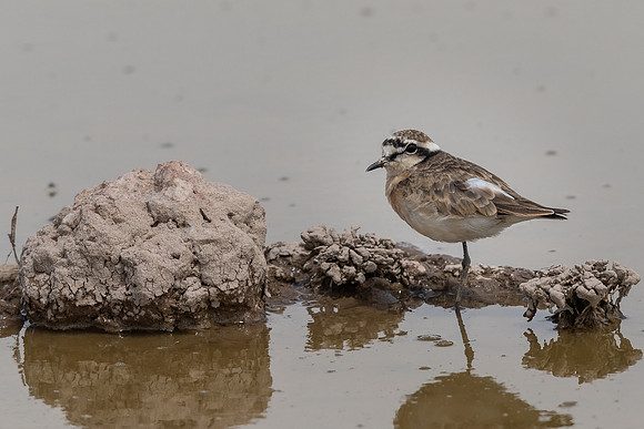 Kittlitz's plover (Charadrius pecuarius)