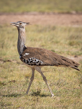 Kori bustard (Ardeotis kori)