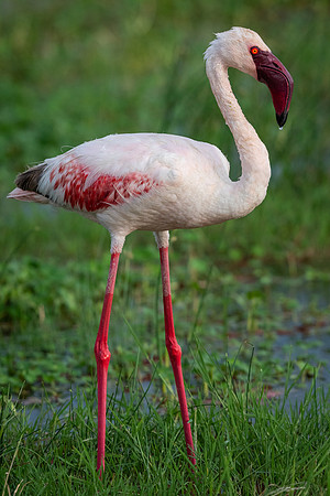 Lesser flamingo (Phoeniconaias minor)
