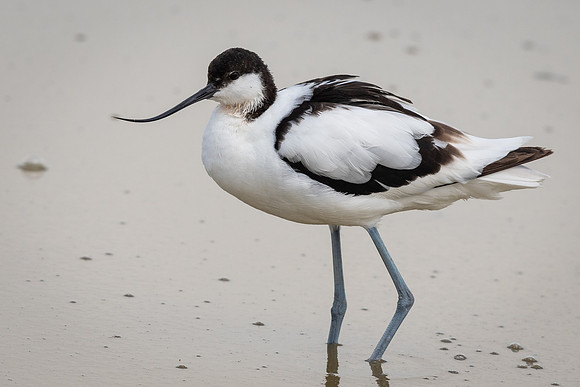 Pied avocet (Recurvirostra avosetta)