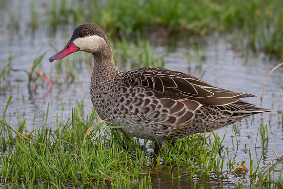 Red-billed teal (Anas erythrorhyncha)