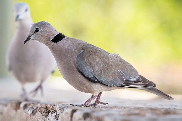 Ring-necked dove (Streptopelia capicola)