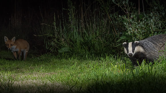 European badger (Meles meles)