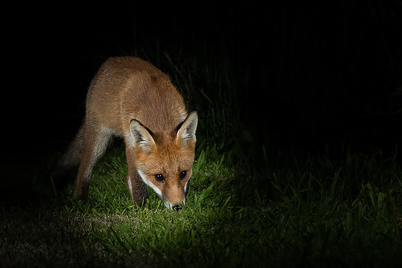 Red fox (Vulpes vulpes)