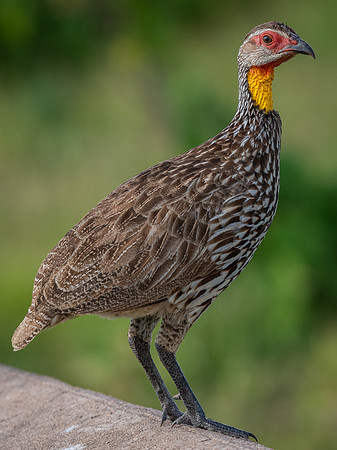 Yellow-necked spurfowl (Francolinus leucoscepus)