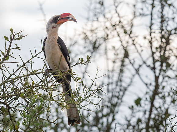 Von Der Decken's hornbill (Tockus deckeni)