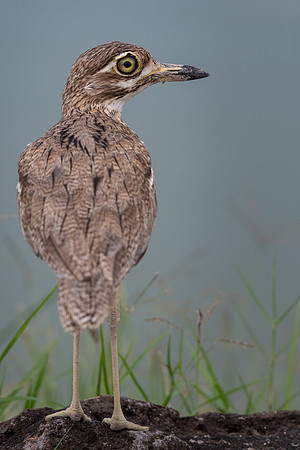 Water thick-knee (Burhinus vermiculatus)