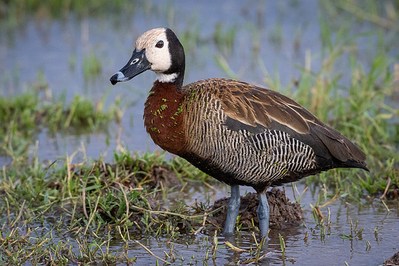 White-faced whistling-duck (Dendrocygna viduata)