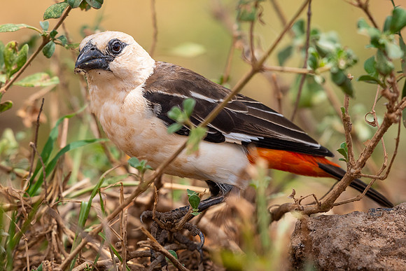 White-headed buffalo-weaver (Dinemellia dinemelli)