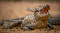Jacare Caiman (Caiman yacare)