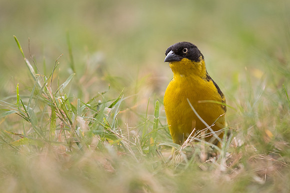 Baglafecht weaver (Ploecus baglafecht)