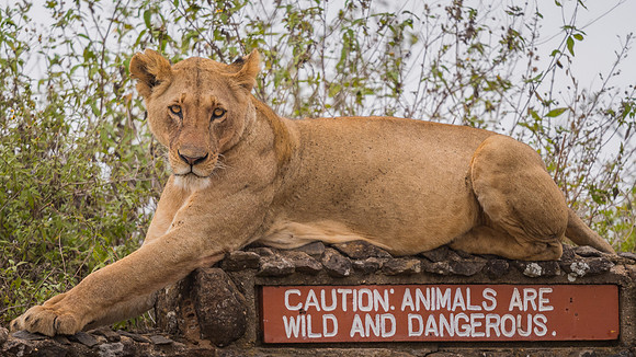 Lion (Panthera leo)