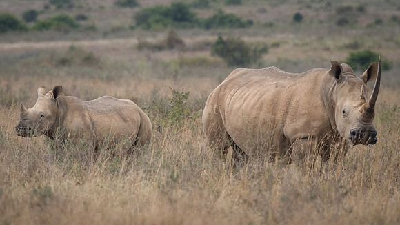 White rhinoceros (Ceratotherium simum)