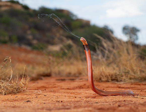 Red Spitting Cobra (Naja pallida)