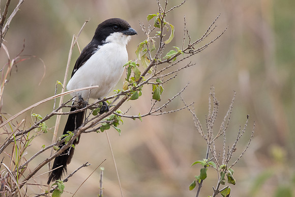 Long-tailed fiscal (Lanius cabanisi)
