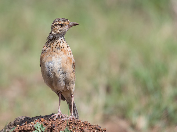 Rufous-naped lark (Mirafra africana)