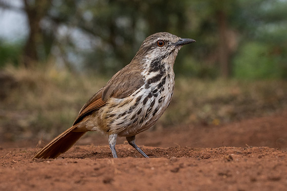 Spotted morning-thrush (Cichladusa guttata)