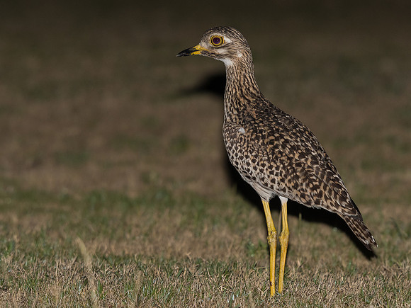 Spotted thick-knee (Burhinus capensis)