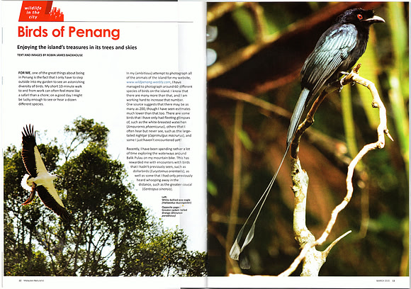 Birds of Penang
