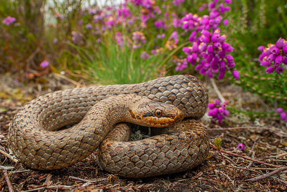 Smooth Snake (Coronella austriaca)