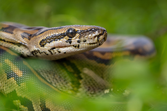 Southern African Rock Python (Python natalensis)