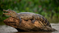 Jacare Caiman (Caiman yacare)