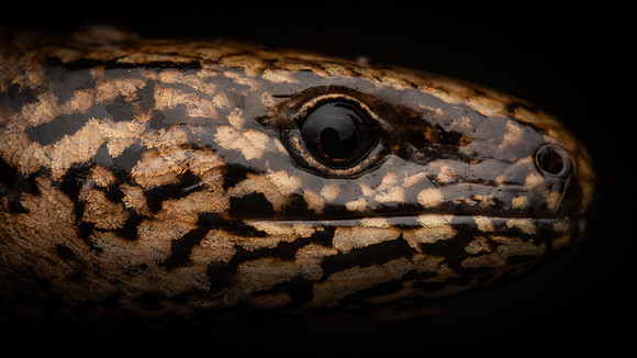 Slow Worm (Anguis fragilis)