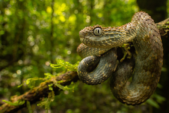 Green bush viper (Atheris squamigera)