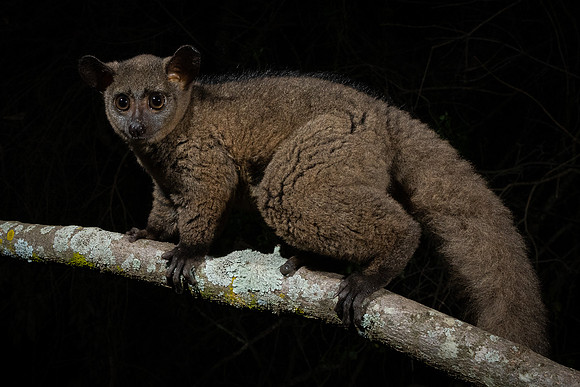 Kikuyu small-eared galago (Otolemur garnettii kikuyuensis)