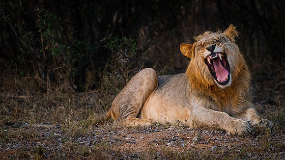 Lion (Panthera leo)