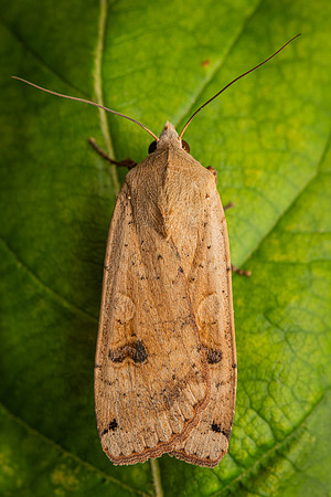 Large Yellow Underwing (Noctua pronuba)