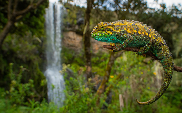 Mount Kenya side-striped chameleon (Trioceros schubotzi)