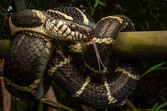 Mangrove Cat Snake (Boiga dendrophila)
