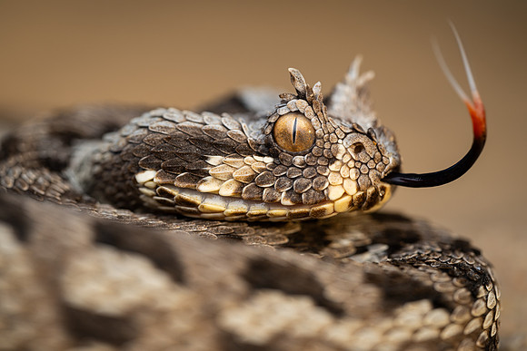 Many-horned Adder (Bitis cornuta)