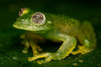 Lages Glass Frog (Vitreorana parvula)-2