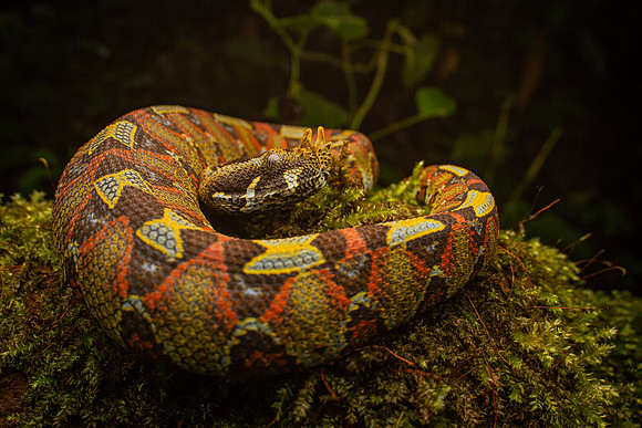 Rhinoceros viper (Bitis nasicornis)